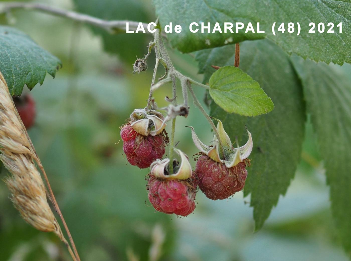 Raspberry fruit